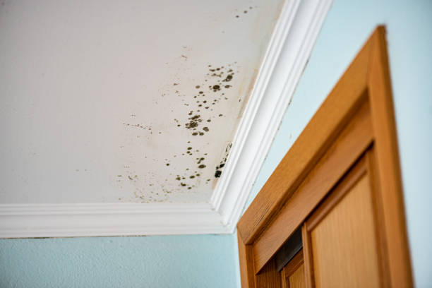 Best Black Mold Remediation in Belton, TX
