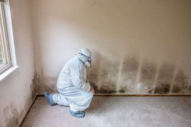 Best Residential Mold Remediation in Belton, TX