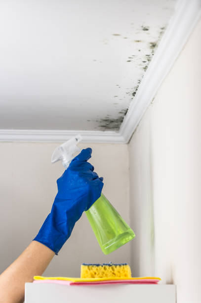Best DIY Mold Remediation Support Services in Belton, TX